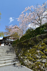 春の三千院　境内入口の受付と桜　京都市左京区大原