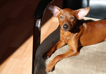 The puppy is basking in the sun lying on a chair.