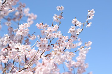 桜と青空