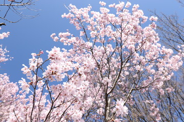 桜と青空