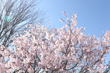 桜と青空