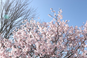 桜と青空