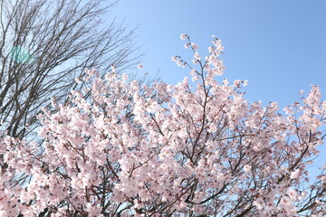 桜と青空