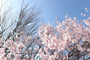 桜と青空