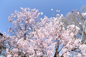 桜と青空
