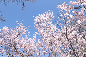 桜と青空