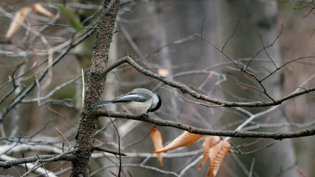 Black-capped chickadee sitting on a tree branch in the forest. Black capped chickadee perching on a branch singing in spring. Black-capped Chickadee (Poecile atricapilla) Canada, Halifax. 