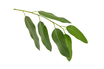 Branch of Eucalyptus leaves isolated on white background - 780973405