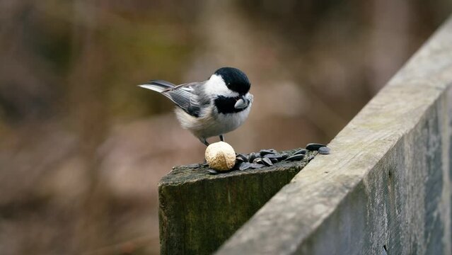 Close up of a Black-capped chickadee (Poecile atricapillus) eating a seed during winter in Canada, Nova Scotia. Selective focus, background blur and foreground blur. 