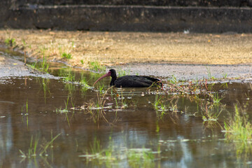  black heron looking for water in Venezuela