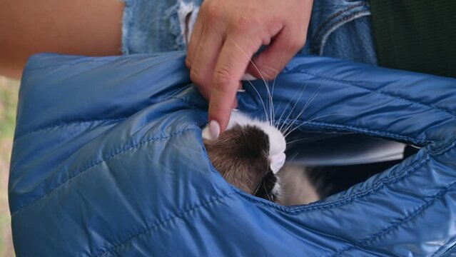 Closeup of a cute kitten peeking out from the pocket of a blue quilted jacket, being petted by a