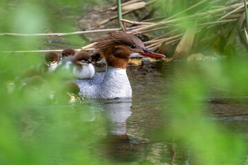 Gänsesäger mit Kücken | Vogel | Wasservogel