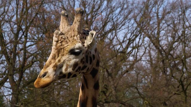 Close up of a giraffes head turning around on a sunny day.