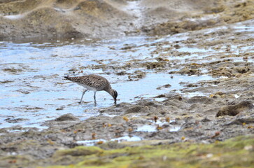 ZARAPITO EN LA COSTA DEL SUR DE LA ISLA DE TENERIFE