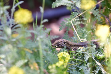 LAGARTO