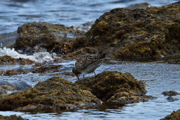 ZARAPITO EN LA COSTA DEL SUR DE LA ISLA DE TENERIFE