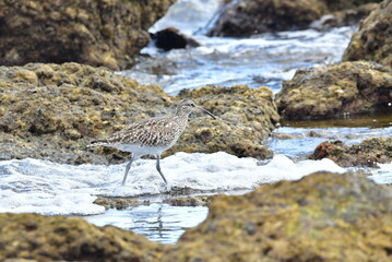 ZARAPITO EN LA COSTA DEL SUR DE LA ISLA DE TENERIFE