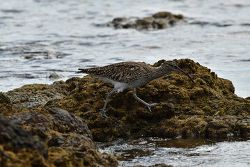 ZARAPITO EN LA COSTA DEL SUR DE LA ISLA DE TENERIFE