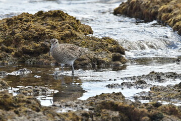 ZARAPITO EN LA COSTA DEL SUR DE LA ISLA DE TENERIFE