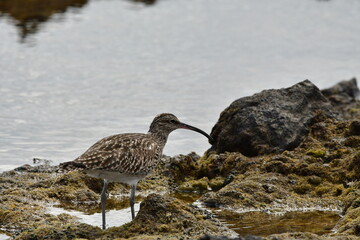 ZARAPITO EN LA COSTA DEL SUR DE LA ISLA DE TENERIFE
