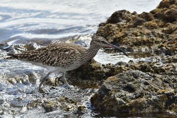 ZARAPITO EN LA COSTA DEL SUR DE LA ISLA DE TENERIFE