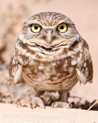 Burrowing Owl