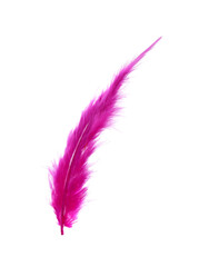 Fluffy beautiful magenta feather isolated on white