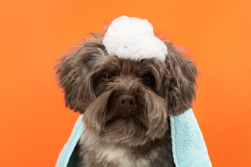 Cute Maltipoo dog with towel and foam on orange background. Lovely pet