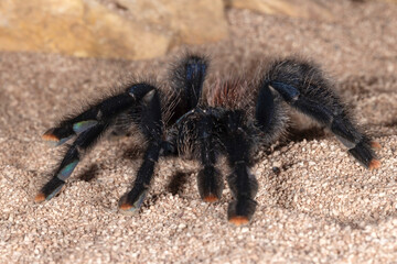 Tarantula Spider on sand