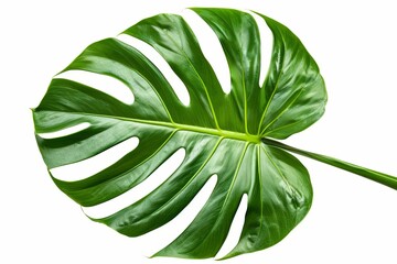 Vibrant green monstera leaf isolated on white background, tropical plant cutout, nature photo