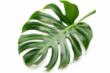 Vibrant green monstera leaf isolated on white background, tropical plant cutout, nature photo - obrazy, fototapety, plakaty