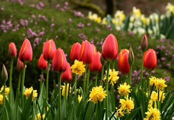 Beautiful tulips at the gardens of Victoria, BC, Canada. Spring flowers and colors