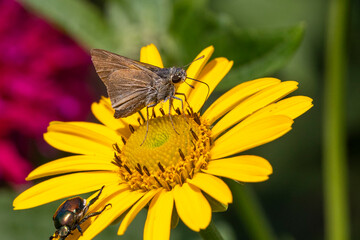 Skipper butterfly on small yellow flower.