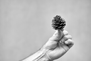 Man's hand holding small pine cone