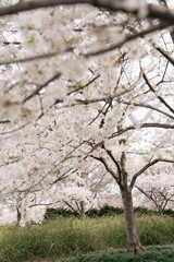 Fototapeta premium blossom in spring