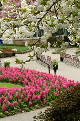Fototapeta premium Beautiful spring flowers and blooms in the gardens of Victoria, BC, Canada. Spring bloom rich in color and texture