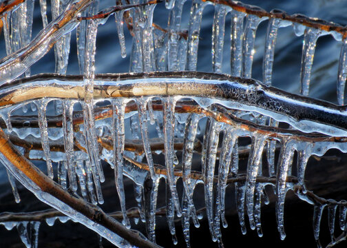 Frozen icycles on winter tree branches