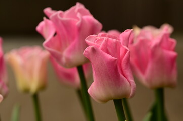 Obraz premium Beautiful tulips at the gardens of Victoria, BC, Canada. Spring flowers and colors