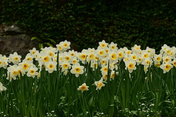 Beautiful spring flowers and blooms in the gardens of Victoria, BC, Canada. Spring bloom rich in color and texture