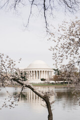 Obraz premium Jefferson Memorial and Cherry Blossom Trees