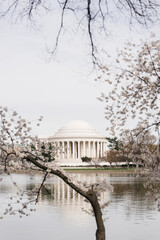 Jefferson Memorial and Cherry Blossom Trees