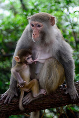 Naklejka na ściany i meble A mother macaque protectively nurses her infant on a tree branch in Zhangjiajie National Forest Park, China.