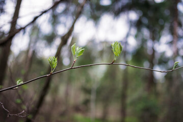Branch in spring with growing leaves
