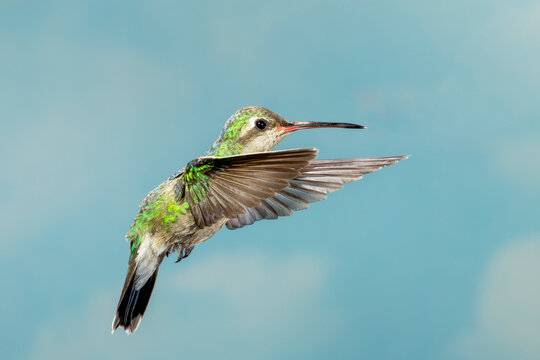 Female Broad billed Humingbird