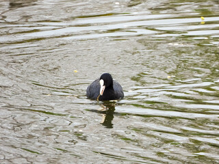 great crested grebe
