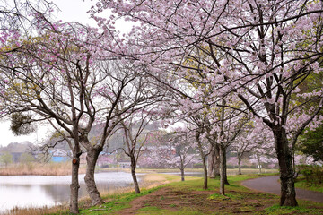 Obraz premium 春の大百池公園