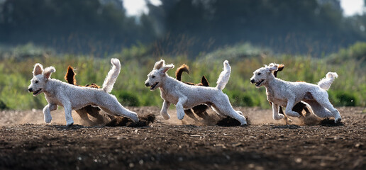 2023-12-31 A SHOT 0F A CURLY WHITE DOG SHOWN 3 TIMES RUNNING ACROSS A WOOD CHIP FIELD WITH NICE...