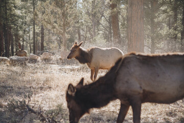Elk in the wild woods, Arizona, Grand Canyon National Park