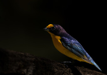 Violaceous euphonia (Euphonia violacea) maleon shadow background	