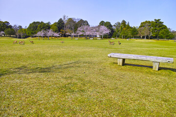 春の青空が広がる奈良市奈良公園、桜咲く公園内と野生のシカ達
